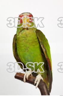 Amazon white-fronted - Amazona albifrons 0001